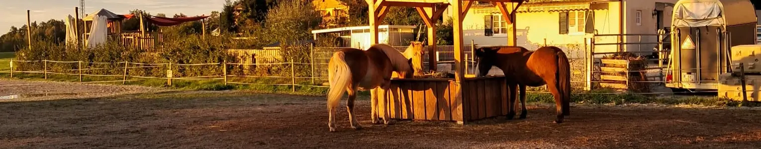 Sonnenuntergang mit Pferden